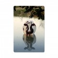 Vintage Cow in Water Tin Sign 18 x 12 Inches