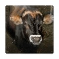 Vintage Cow Face Tin Sign 12 x 12 Inches