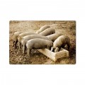 Vintage Pigs Behind Tin Sign 18 x 12 Inches