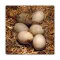 Vintage Eggs in Hay Tin Sign 12 x 12 Inches